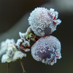 Frostige Heidelbeeren