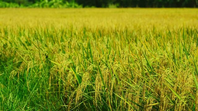 Falling golden yellow rice swaying in the wind in the field. Thailand