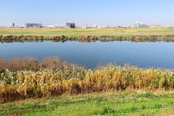 Fototapeta na wymiar 土手から見る枯れた荻のある秋の江戸川風景