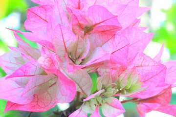 hermosa bugambilia rosa con blanco 