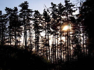 autumn afternoon in the forest, falling leaves from the trees, sunny cold day, wild nature, adventure trip, family travel,sun