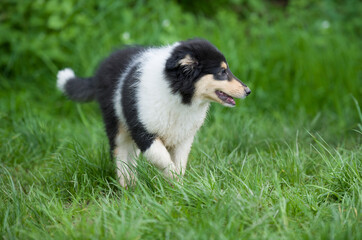 Collie Welpe auf einer Wiese