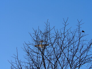 small plane flying in the blue sky behind the tree branches in the autumn afternoon, sunny cold day, travel, air transport, back