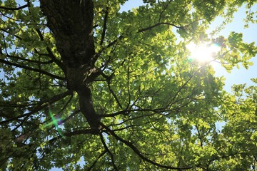 Alberi