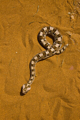 Fototapeta premium Vibora sopladora cornuda (Bitis caudalis), Desierto del Namib, Namibia, Africa