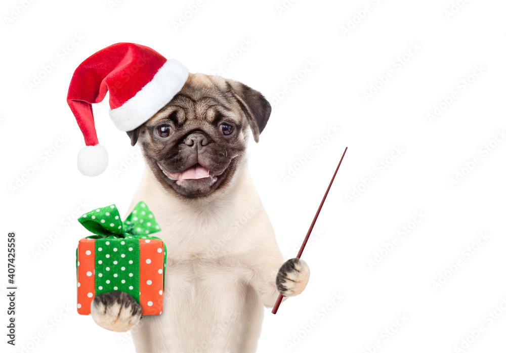 Poster pug puppy wearing a red christmas hat holds gift box and points away on empty space. isolated on whi
