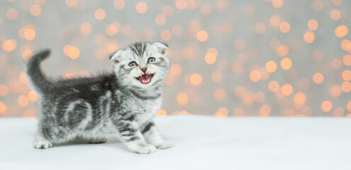 Meowing tabby kitten stands in profile and looks at camera on festive background. Empty space for...