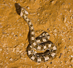 Vibora sopladora cornuda (Bitis caudalis), Desierto del Namib, Namibia, Africa