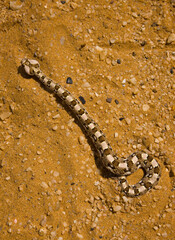 Vibora sopladora cornuda (Bitis caudalis), Desierto del Namib, Namibia, Africa