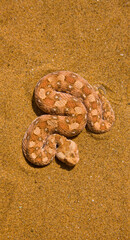 Vibora sopladora cornuda (Bitis caudalis), Desierto del Namib, Namibia, Africa