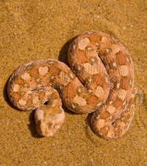 Vibora sopladora cornuda (Bitis caudalis), Desierto del Namib, Namibia, Africa
