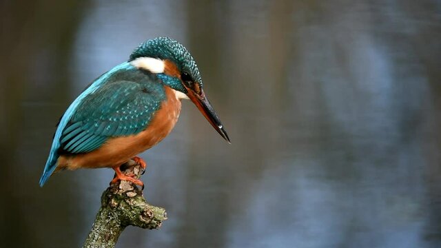 Eisvogel beim Fischfang 