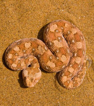 Vibora sopladora cornuda (Bitis caudalis), Desierto del Namib, Namibia, Africa