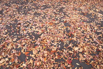 歩道に散る欅の枯れ葉