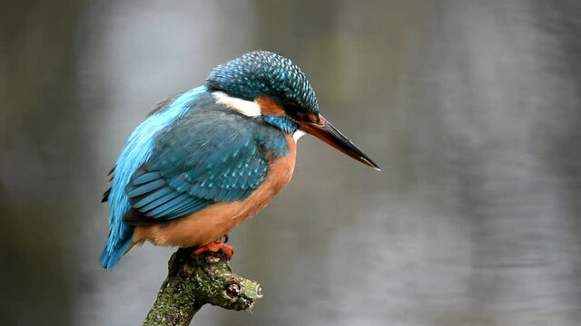 Eisvogel beim Fischfang 