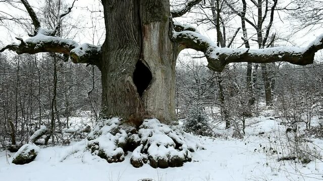 Alte Eiche im Schnee