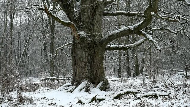 Alte Eiche im Schnee