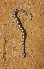 Vibora sopladora cornuda (Bitis caudalis), Desierto del Namib, Namibia, Africa