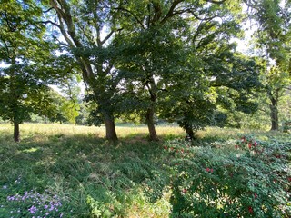 Gentle sloping meadow, with wild plants, trees and flowers, on a summers day in, Thornton, Bradford, UK
