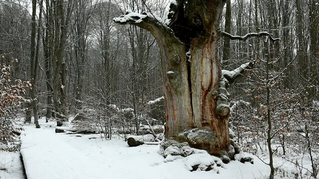 Alte Eiche im Schnee