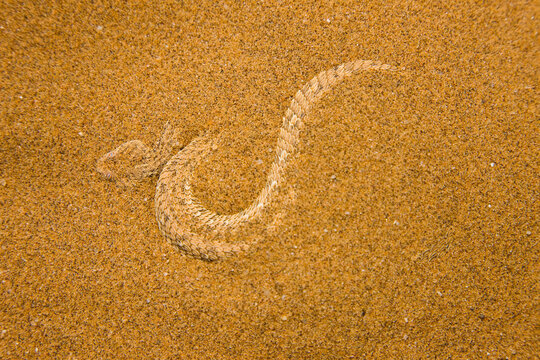 Vibora sopladora (Bitis peringueyi), Desierto del Namib, Namibia, Africa