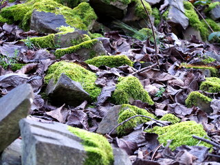 autumn afternoon in the woods near the ruins of an old stone castle, sunny cold day, wild nature, adventure trip, travel
