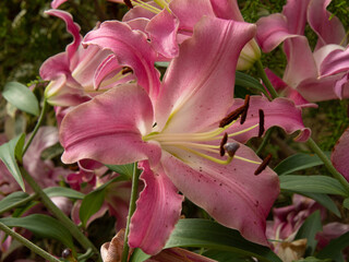 ピンクの花　百合のアップ　マクロ撮影
