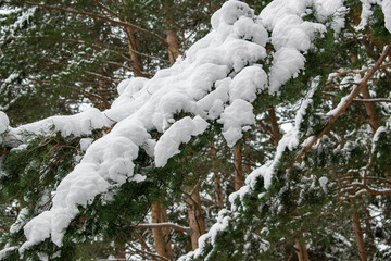 Winter landscape with green firs