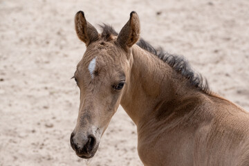Fototapeta premium Small newborn yellow foal looking over the shoulder to the camera. Neck and head against a sandy background
