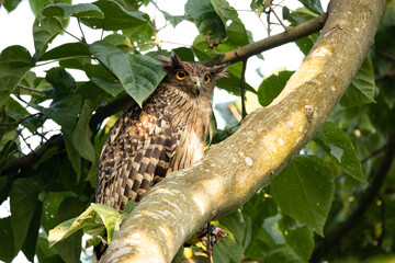 Fishing Owl is tropical bird of south Asia.