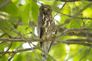 Brown Hawk Owl (Ninox scutulata) at Koshi Tappu Wildlife Reserve of Eastern Nepal.