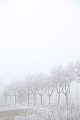 Winter scene with a row of rime covered trees in fog