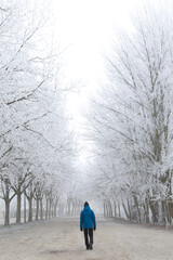 Winter scene with a man walking between two rows of rime covered trees in fog