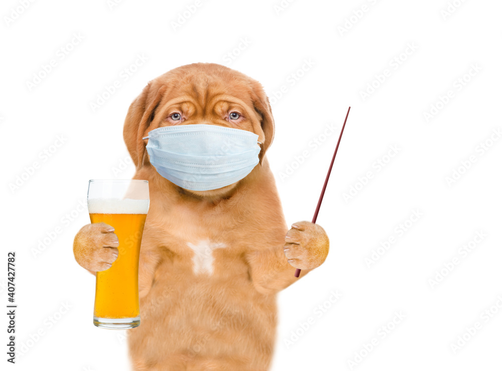 Poster puppy wearing medical protective face mask holds glass of beer and points away on empty space. isola