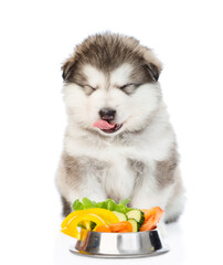 Hungry Alaskan Malamute puppy sits near bowl of vegetables and licks lips. isolated on white background