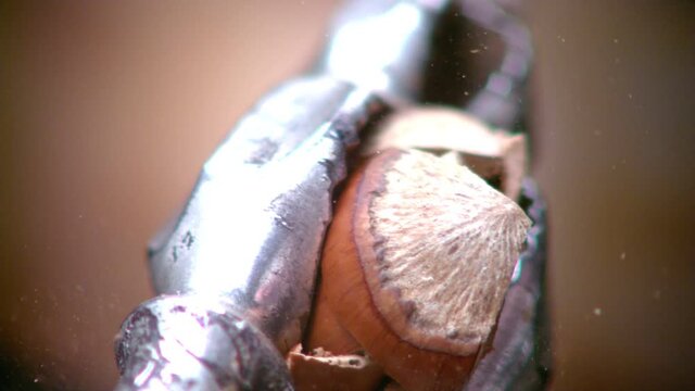Hazelnut peel breaks in close and slow motion. Turkish hazelnut is broken with pliers.