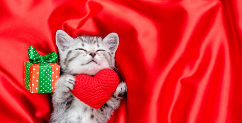 Happy kitten holds red heart and sleeps with gift box on red satin bedding. Valentines day concept....