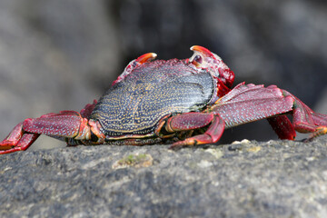 rote_Klippenkrabbe