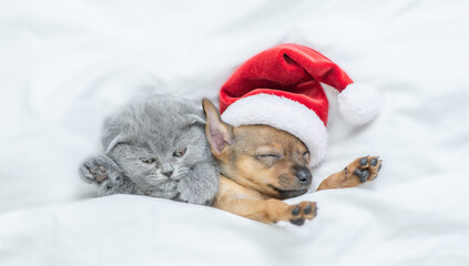 Fototapeta na wymiar Funny Toy terrier puppy wearing red santa's hat and gray kitten sleep together under a white blanket on a bed at home. Top down view