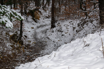 Winter landscape with green firs