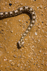 Vibora sopladora cornuda (Bitis caudalis), Desierto del Namib, Namibia, Africa