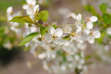 Spring blooming apple tree branch