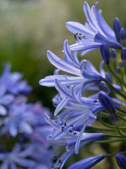 青色のアガパンサスの花のアップ
