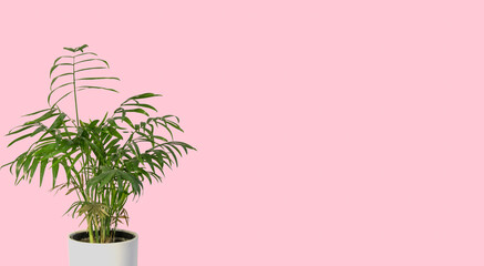 Decorative Areca palm on Pink background