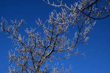 Zrenjanin Serbia Magic of winter