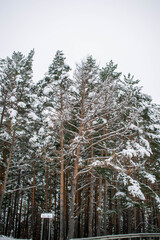 Winter landscape with green firs