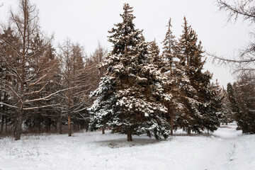 Winter landscape. Luxurious large firs and other trees are covered with snow.