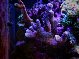 Obraz premium Green Stylophora SPS coral in reef aquarium tank - Pocilloporidae sp. 