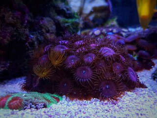 Naklejka na ściany i meble Zoanthus polyps small colony in reef aquarium 
