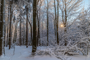 Winter in Czech republic, Bílé Karpaty, snow, forester, tree